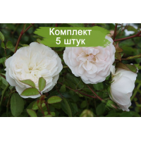 Комплект 5шт / Роза Свани (Swany)
