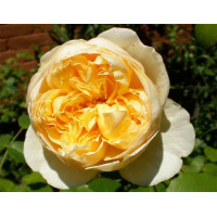 Роза Шарлотт (Charlotte) (английские)
